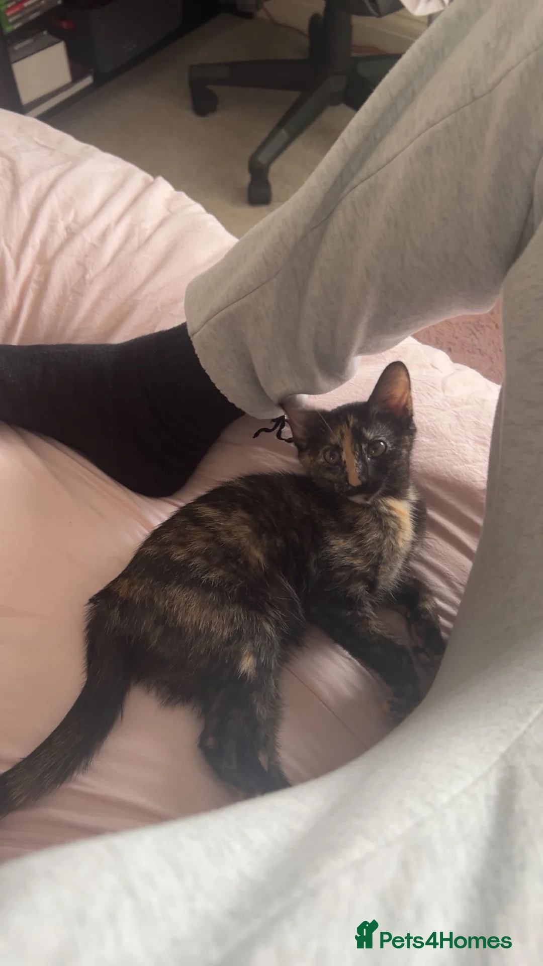 Siamese cats for sale: Kitten 4 months old  - Advert 2