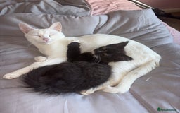 Mixed Breed cats for sale: To be adopted as a pair cat and kitten - Image 1