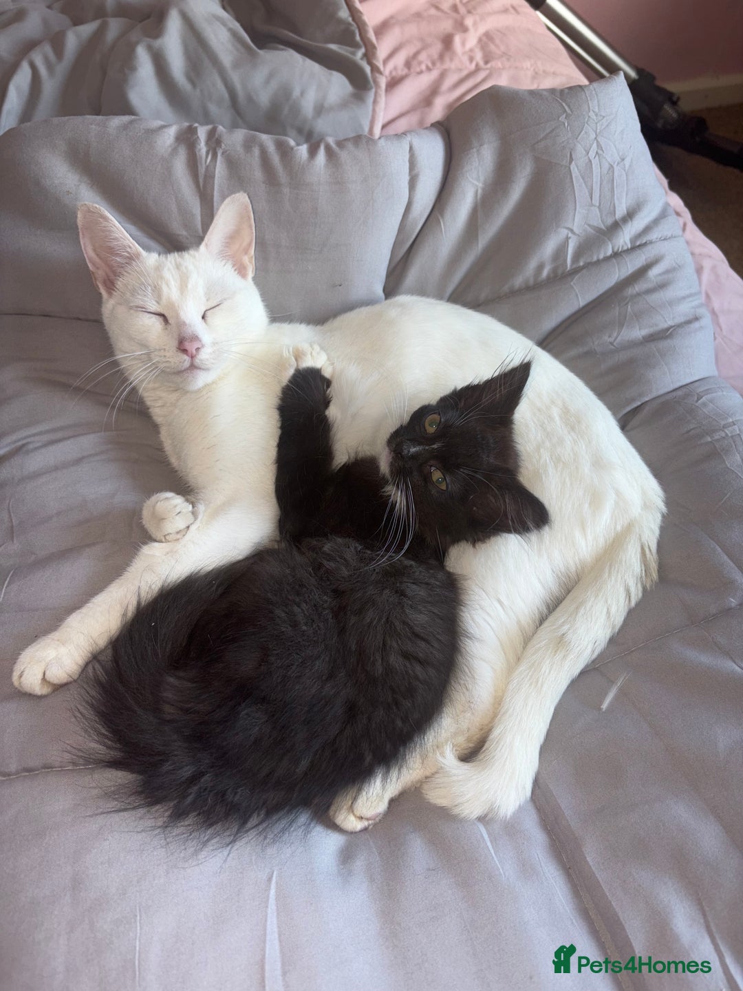 Mixed Breed cats for sale: To be adopted as a pair cat and kitten - Image 1