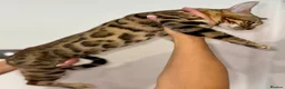 Bengal cats for sale: Top quality pure breed Bengal boy available now in Watford - Advert 7