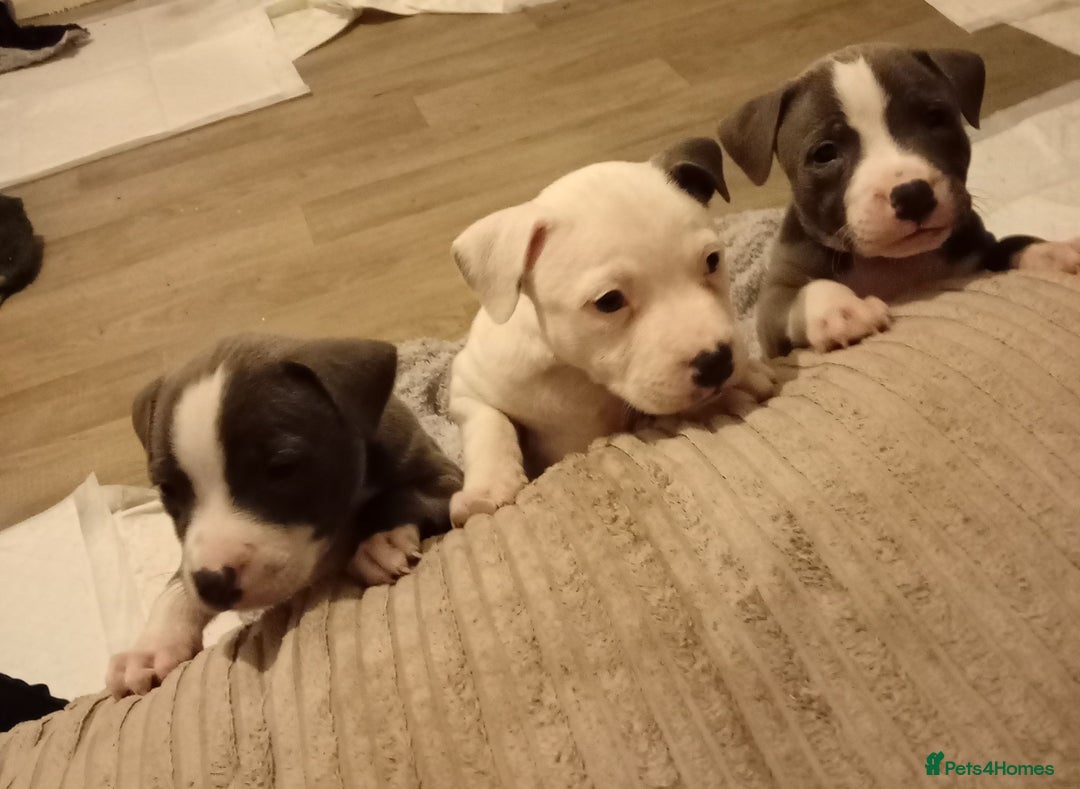 Staffordshire Bull Terrier dogs for sale: Beautiful blue Staffordshire bull terrier puppies  - Advert 4