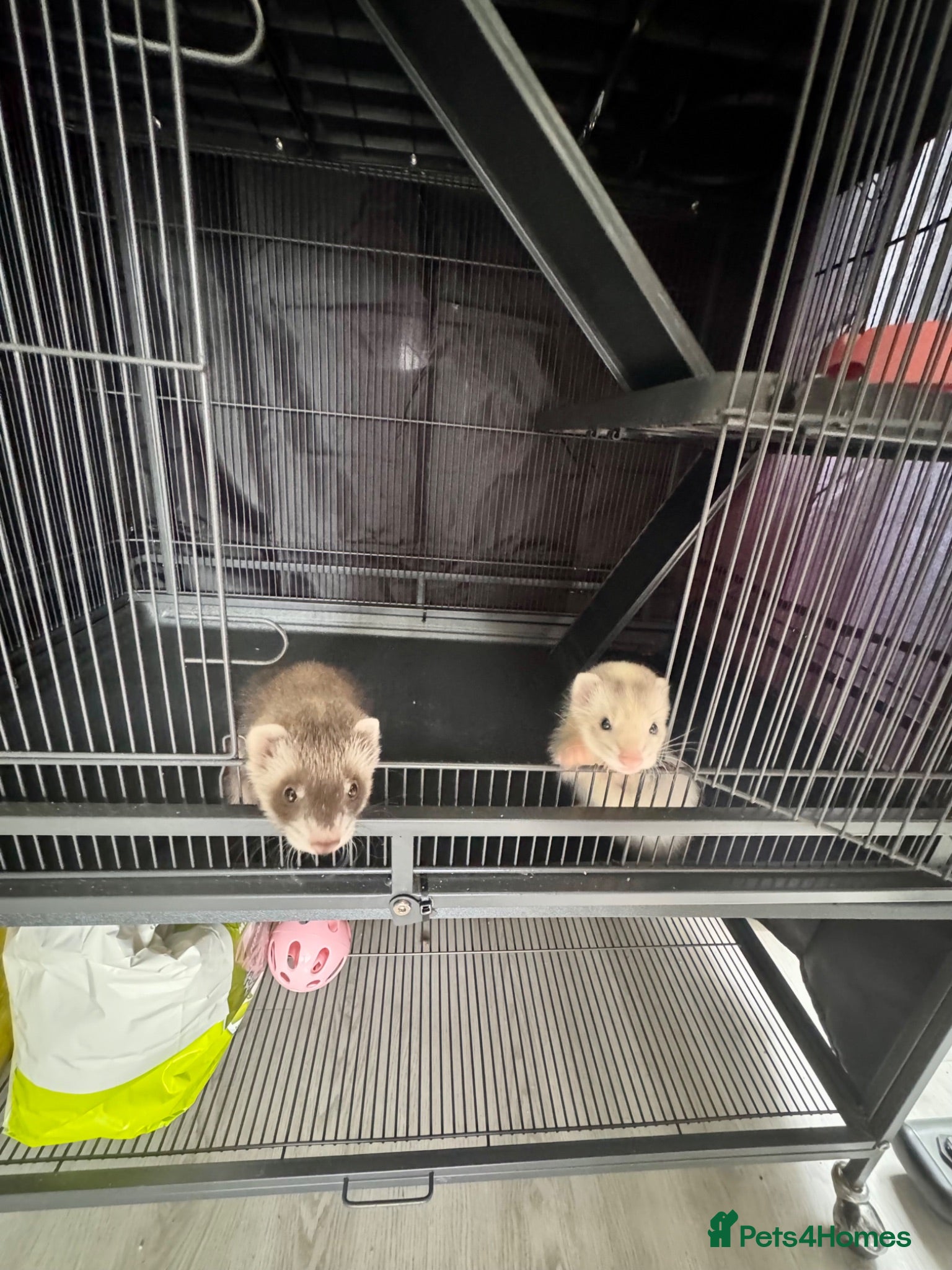 Ferret rodents Beautiful young kits with all equipment!!! - Advert 1