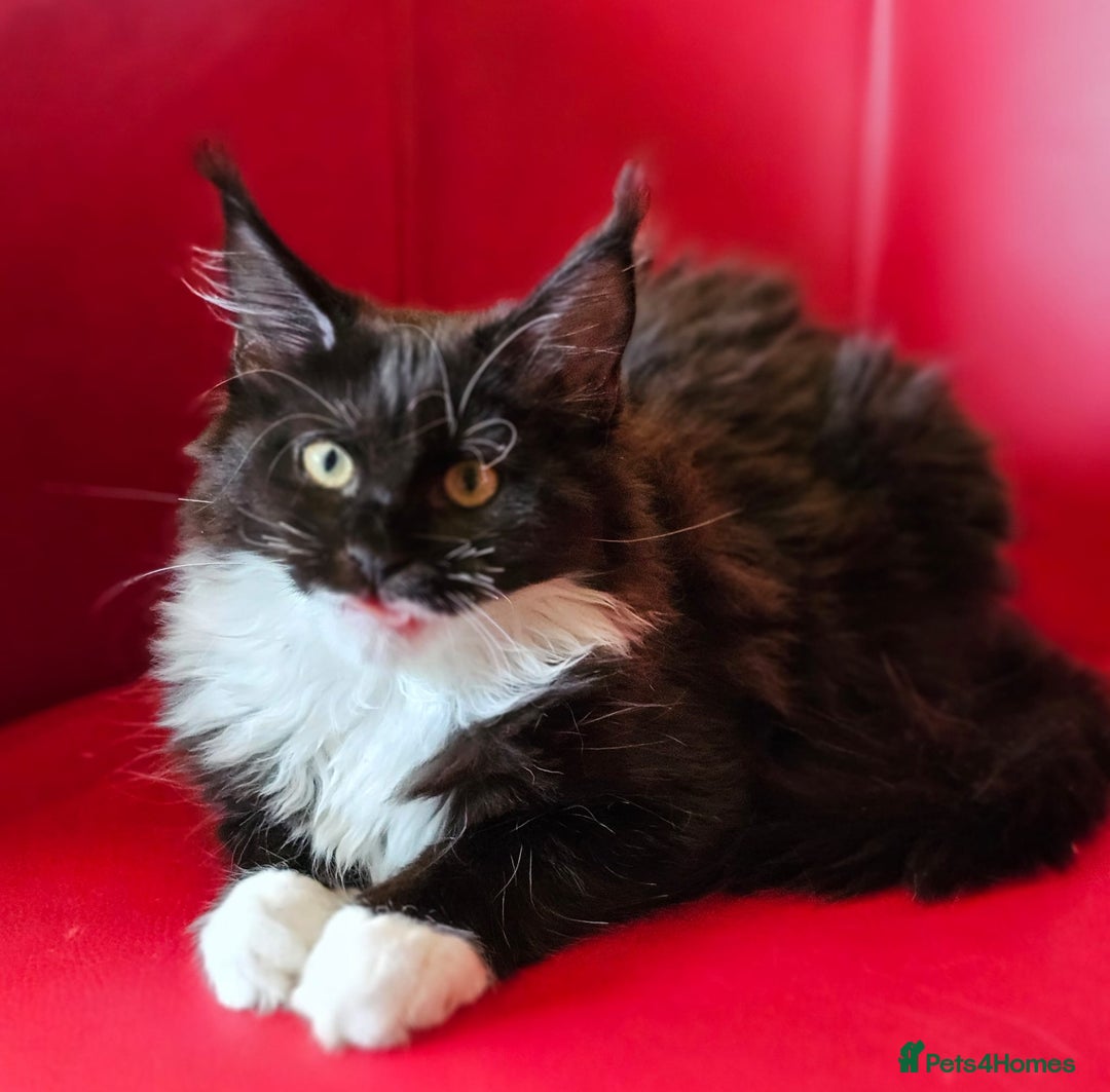 Maine Coon cats for sale: Pure breed Maine Coons Kittens  - Image 16