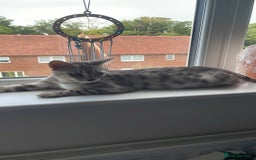 Bengal cats for sale: Female bengal cat - Image 3