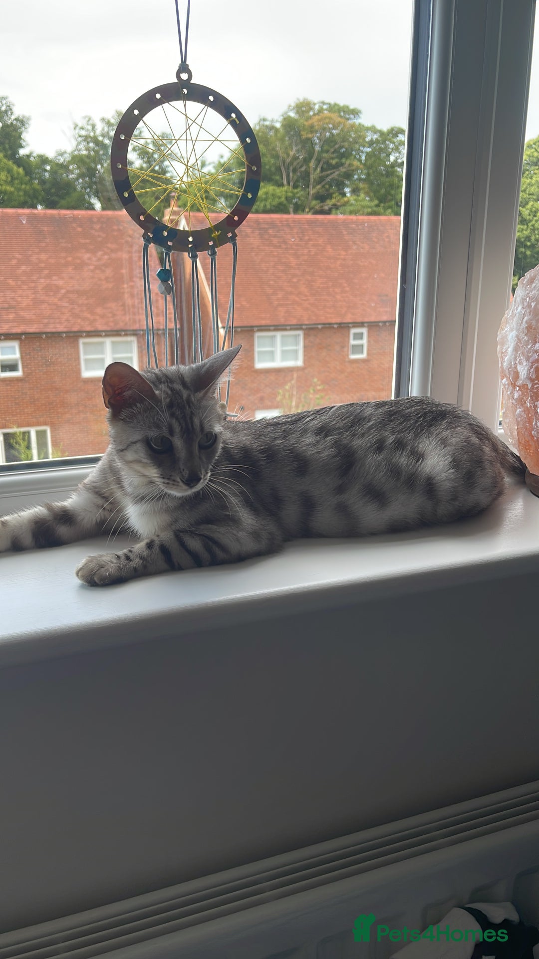 Bengal cats for sale: Female bengal cat - Image 3
