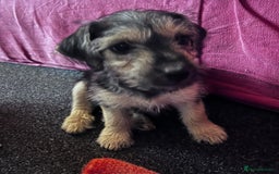 Jackapoo dogs for sale: Miniature Jackapoo  - Image 5