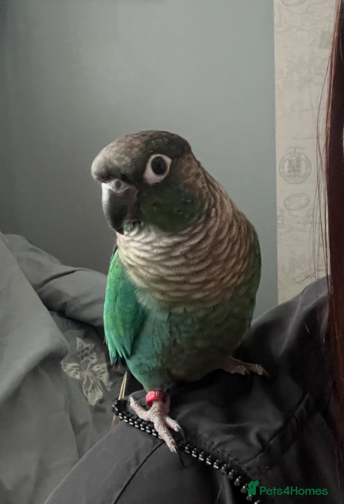 Conures birds Hand raised baby green cheek conures - Advert 1