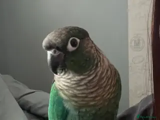 Conures birds Hand raised baby green cheek conures - Advert 1