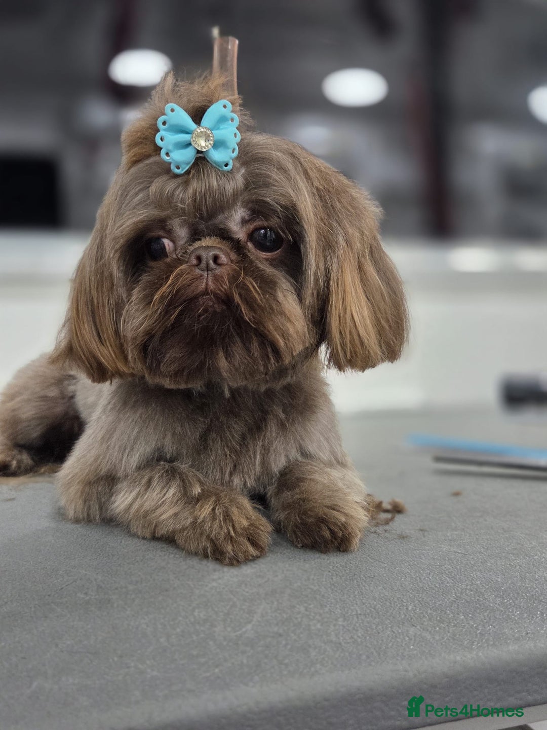 Shih Tzu dogs for sale: IMPERIAL CHOCOLATE SHIHTZU. - Advert 21