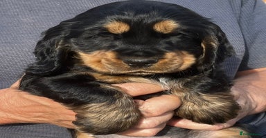 Cocker Spaniel dogs - Advert 11