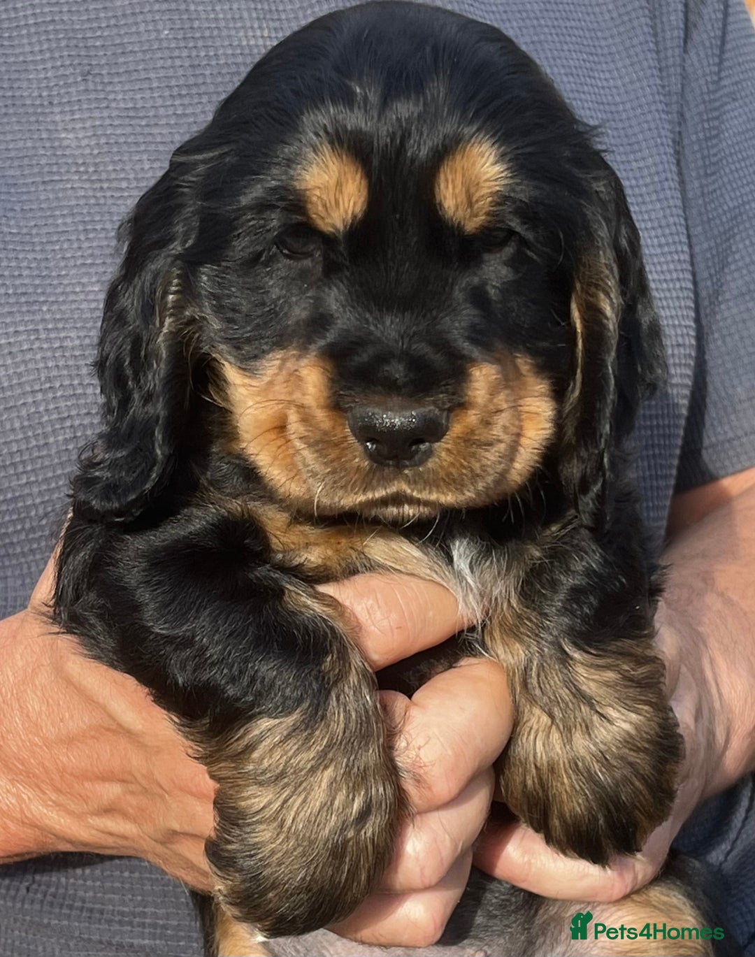 Cocker Spaniel dogs for sale: LAST BOY AVAILABLE  5 Star SHOW COCKER  - Image 1