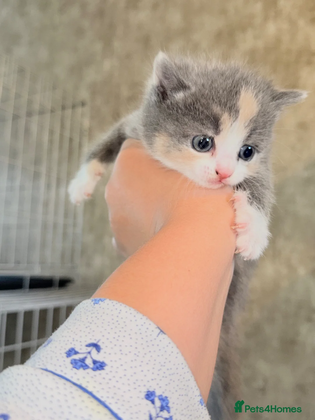 British Shorthair cats for sale: British short haired kittens  - Advert 2