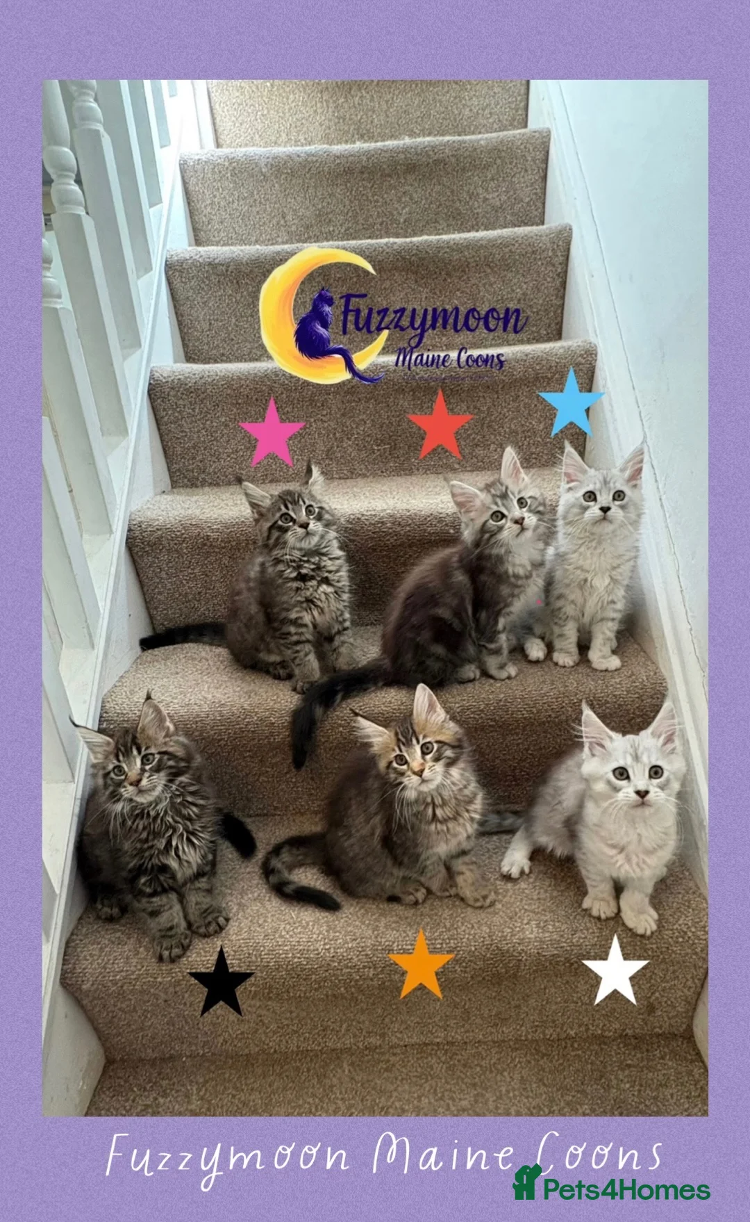 Maine Coon cats for sale: Gorgeous TICA Pedigree Maine Coon Kittens - Advert 2