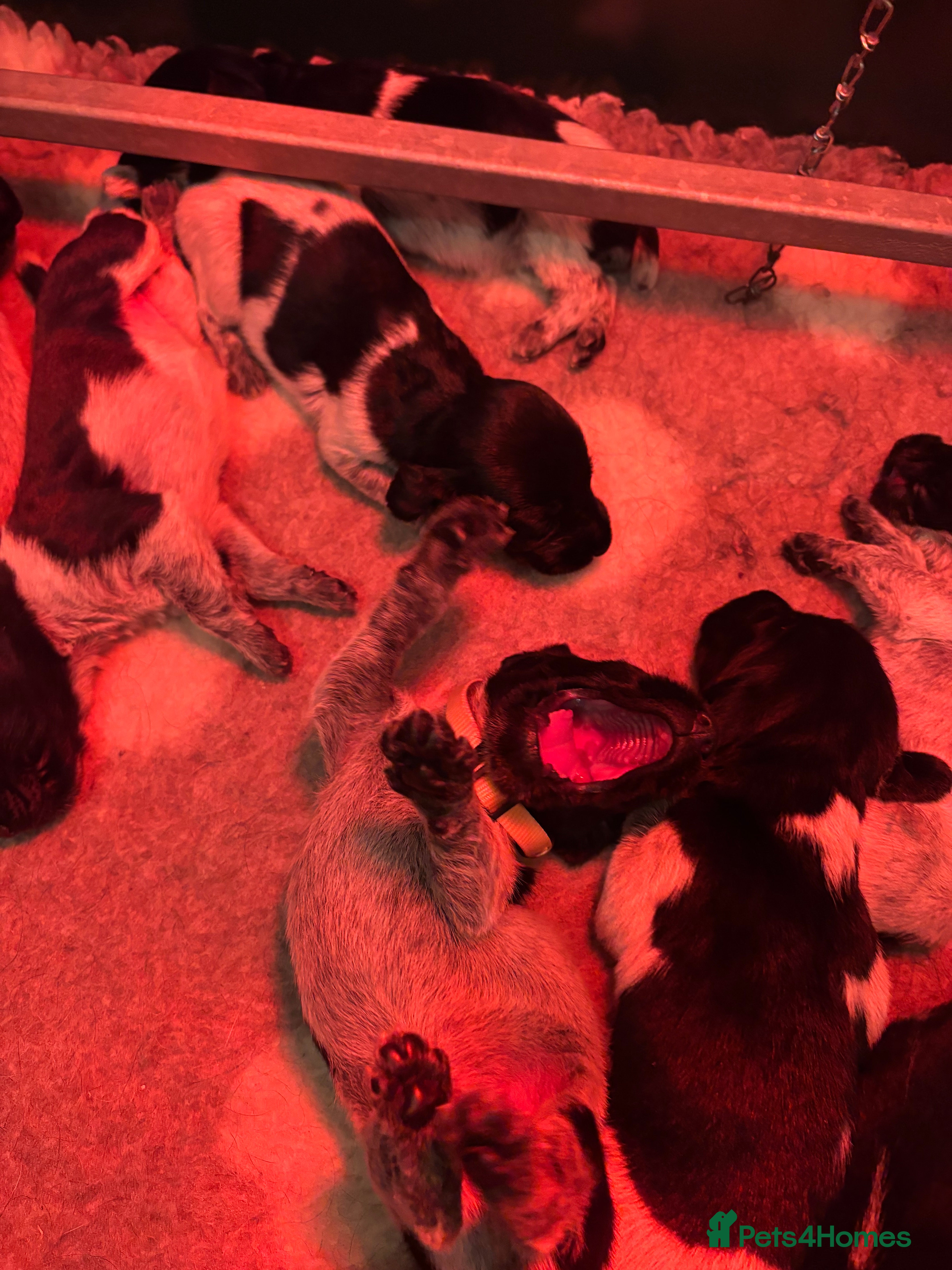 German Wirehaired Pointer dogs Stunning German wire hairs pointers  - Advert 3