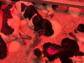 German Wirehaired Pointer dogs Stunning German wire hairs pointers - Advert 3