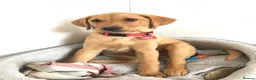 Labrador Retriever dogs for sale: Labrador Retriever  in Colchester - Advert 19