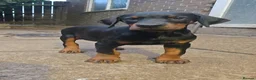 Dobermann dogs for sale: Working / showline doberman pups  - Advert 6