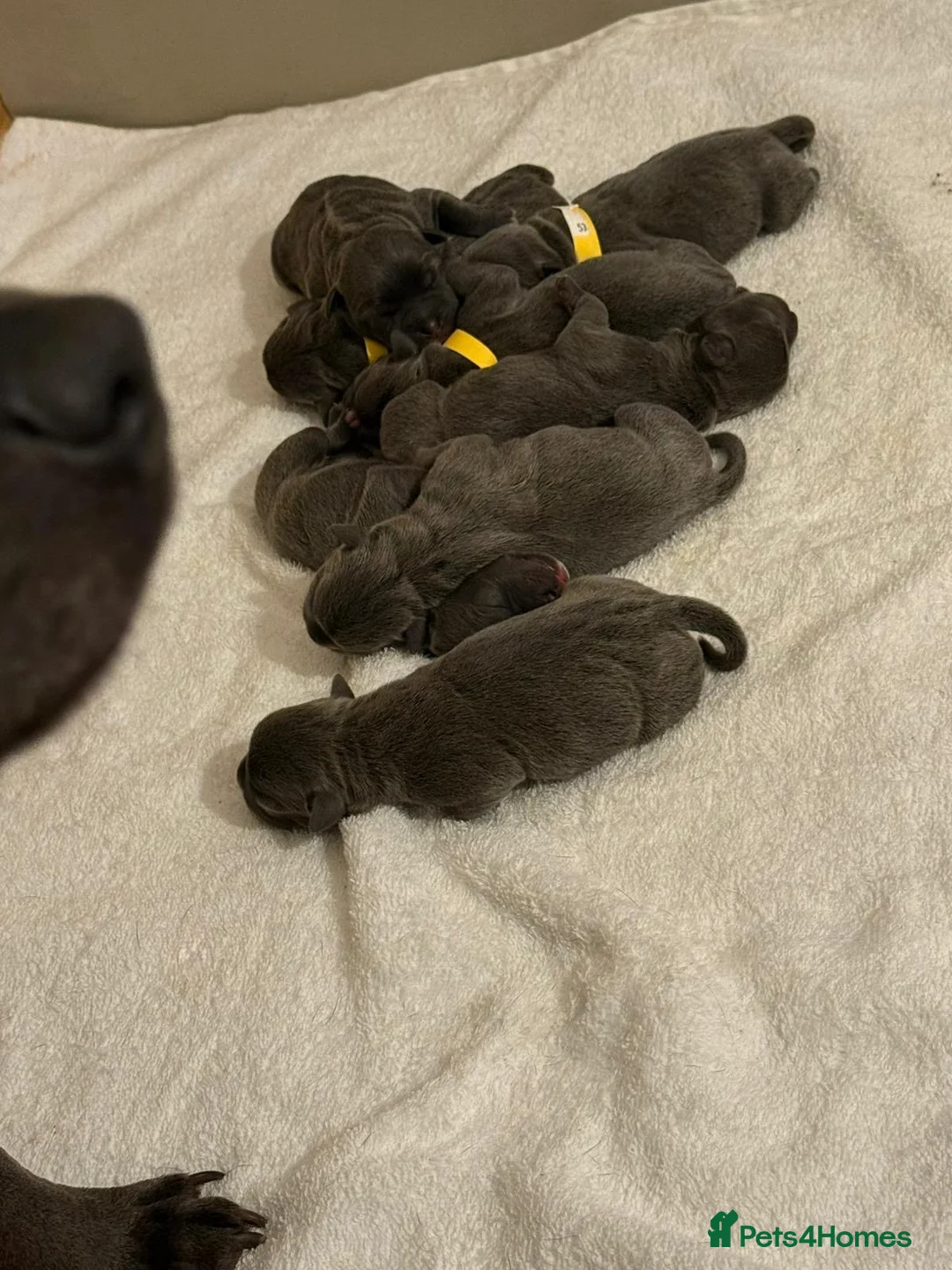 Staffordshire Bull Terrier dogs for sale: SUPERIOR BLUE STAFFORDSHIRE BULL TERRIER PUPS  - Advert 6