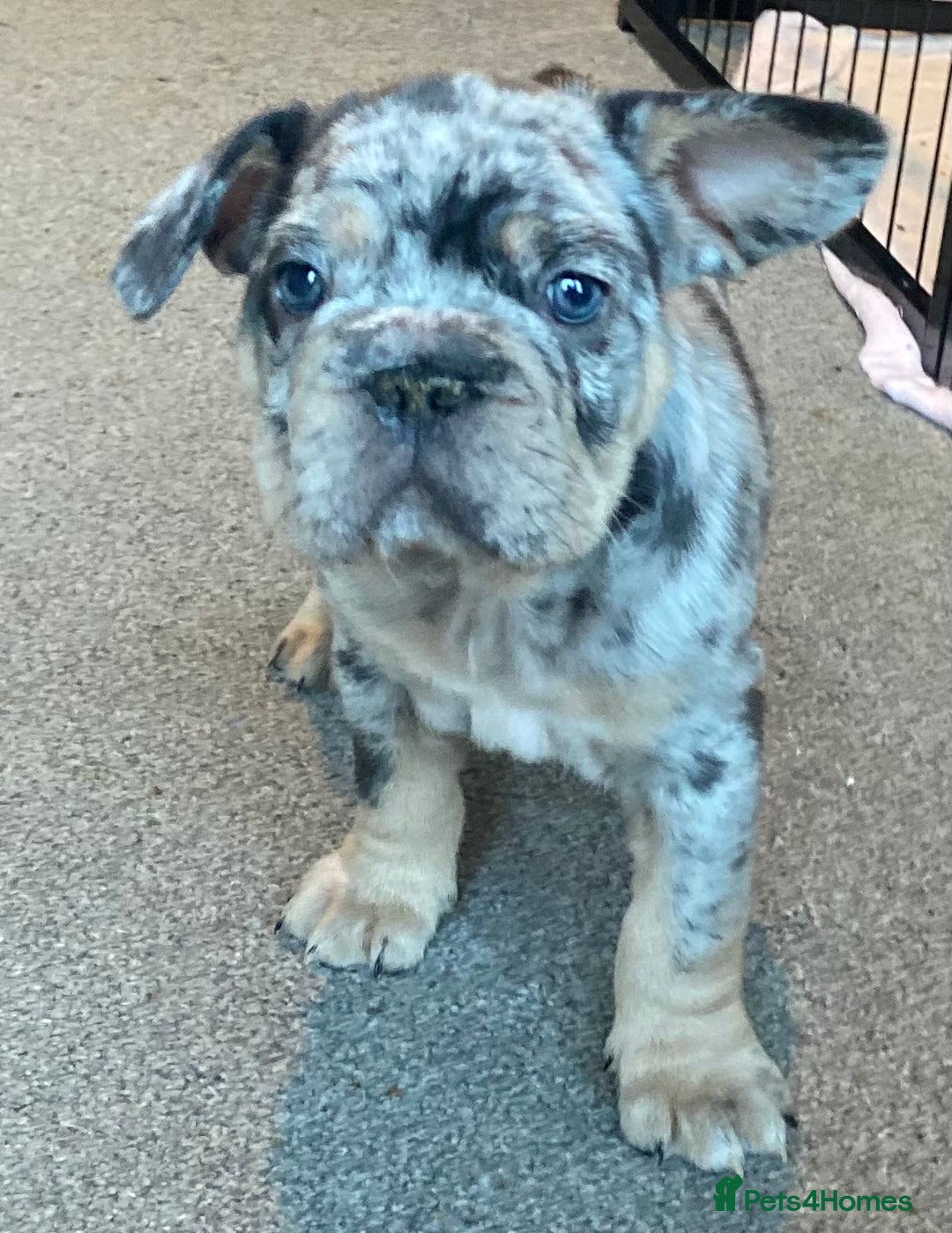 French Bulldog dogs for sale: FLUFFY AND PINK CARRIERS  - Advert 6