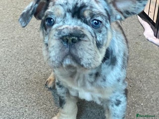 French Bulldog dogs FLUFFY AND PINK CARRIERS - Advert 15