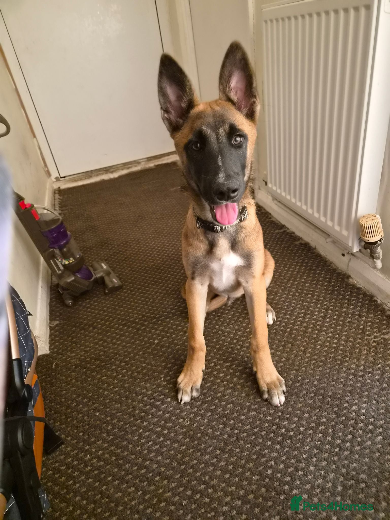 Belgian Shepherd Dog dogs Belgian malinois  - Advert 3