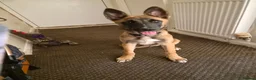 Belgian Shepherd Dog dogs for sale: Belgian malinois  in Wrexham - Advert 1