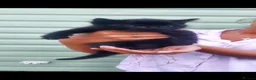British Longhair cats for sale: Kittens for sale - Advert 8