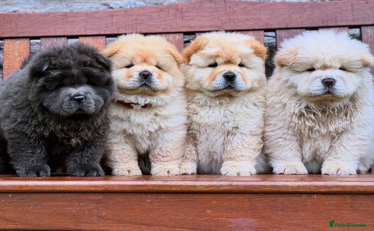 Chow Chow dogs - Advert 1