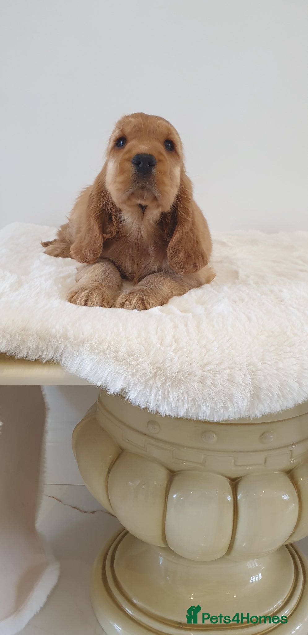 Cocker Spaniel dogs K.C Show line Cocker Spaniel puppies  - Advert 1