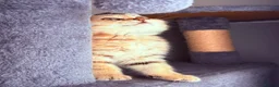British Shorthair cats for sale: GCCF Registered Golden BSH Kittens | ny12 & by12 - Advert 5