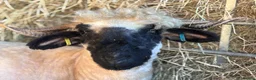 Sheep livestock for sale: Valais Blacknose available  - Advert 8