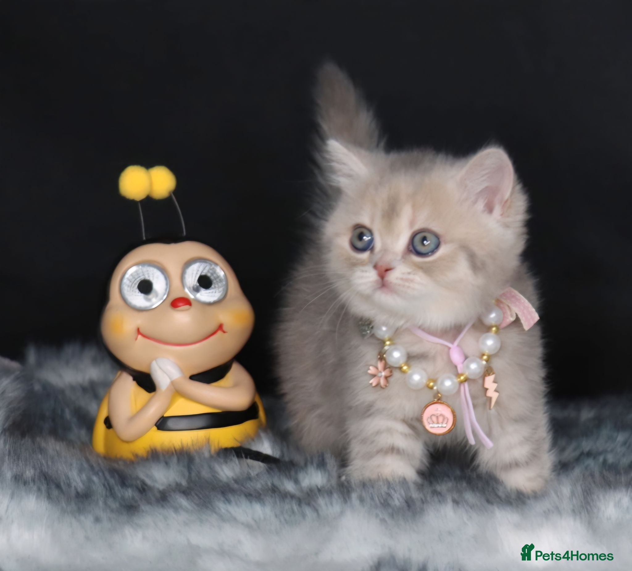 British Shorthair cats Registered Golden British Shorthaired kittens - Advert 1