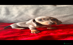 Miniature Dachshund dogs for sale: Beautiful miniature dachshund  - Image 10