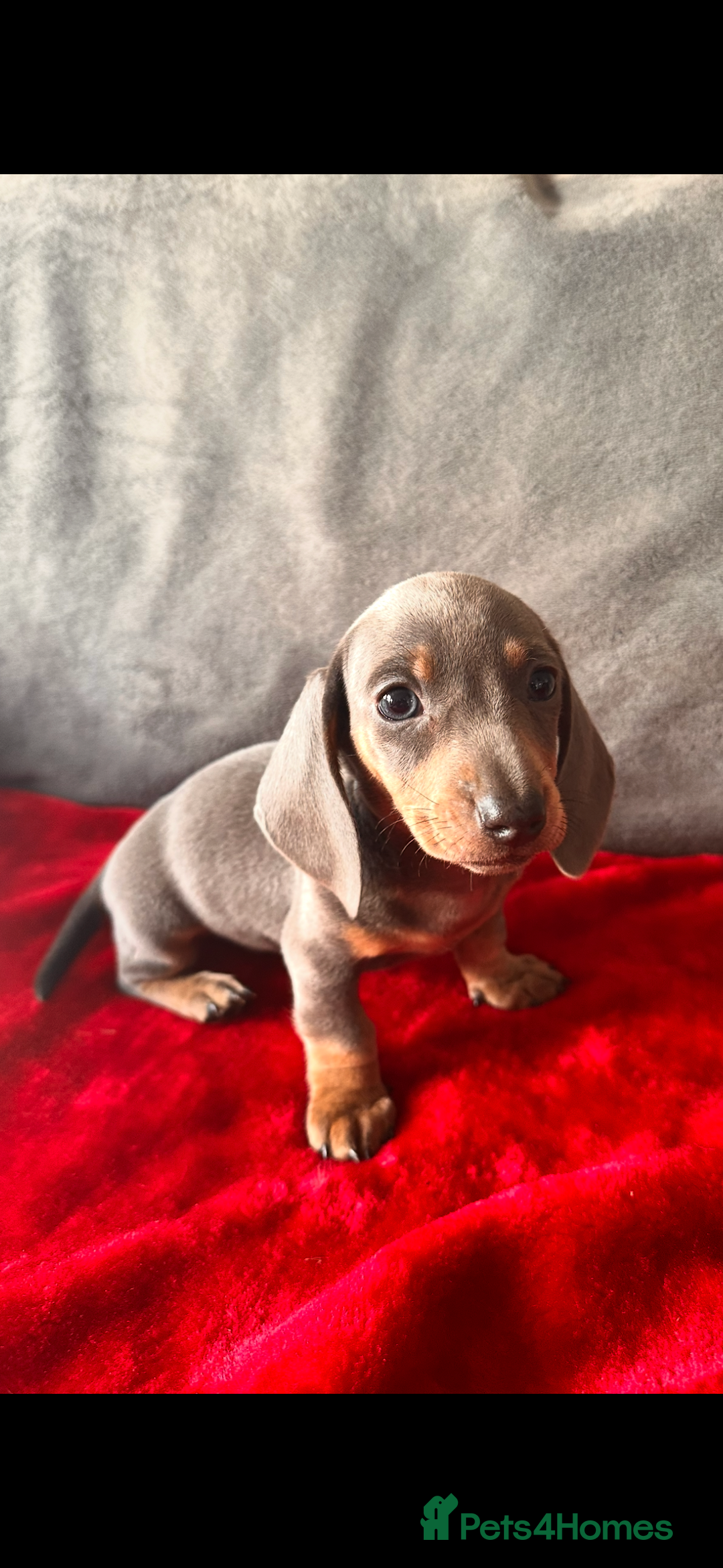 Miniature Dachshund dogs for sale: Beautiful miniature dachshund  - Image 10