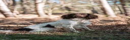 English Springer Spaniel dogs for sale: Kc springer spaniel puppies due soon - Advert 3