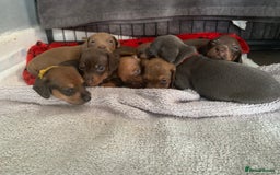 Miniature Dachshund dogs for sale: Miniature dachshunds  - Image 16