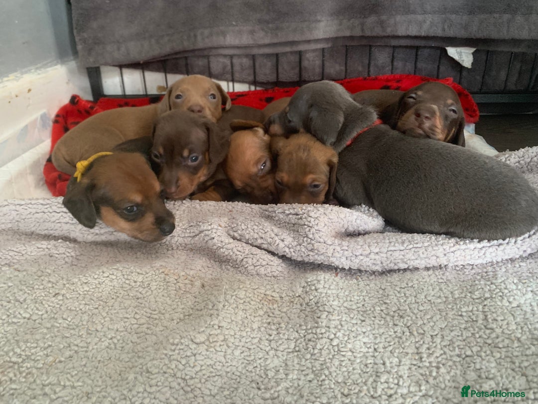 Miniature Dachshund dogs for sale: Miniature dachshunds  - Image 16