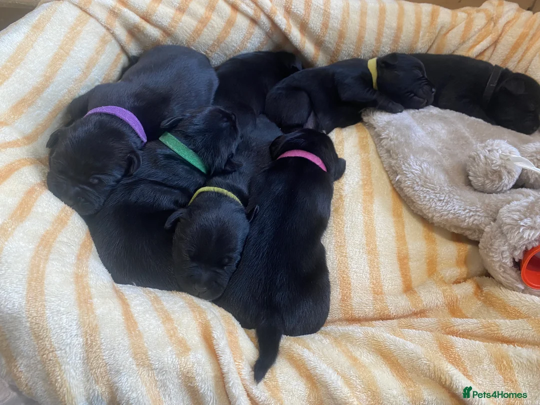 Staffordshire Bull Terrier dogs for sale: 19x ch Staffordshire Bull Terrier puppies,Black in Norwich - Advert 2