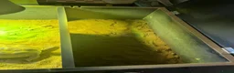 Tortoise reptiles for sale: Horsefield tortoises  in Stoke-on-Trent - Advert 10