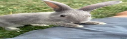 Mixed Breed rabbits for sale: 3 Mini Rex Lops in Weymouth - Advert 3