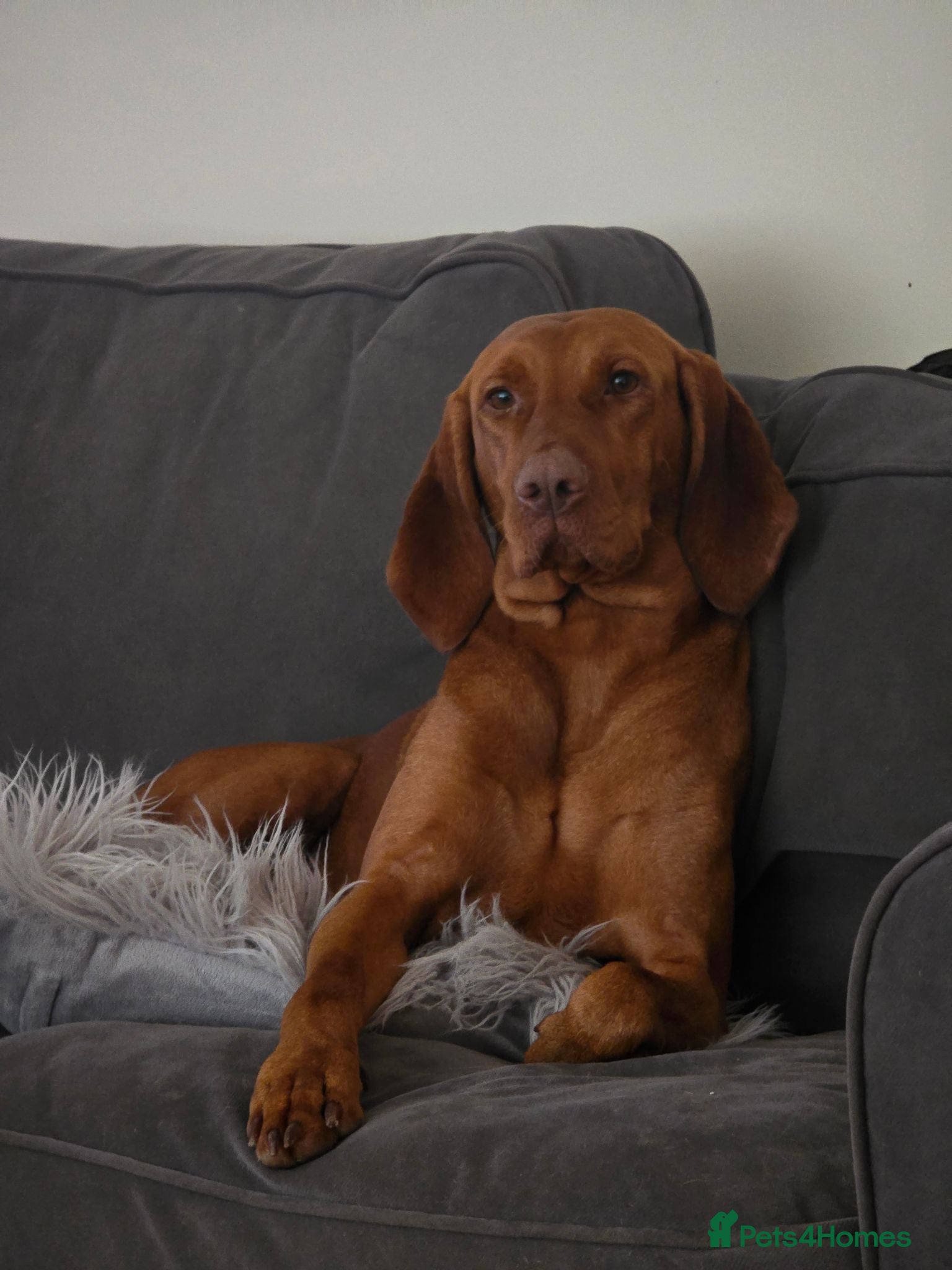 Hungarian Vizsla dogs KC reg Hungarian Vizsla pups.Health tested parents - Advert 10