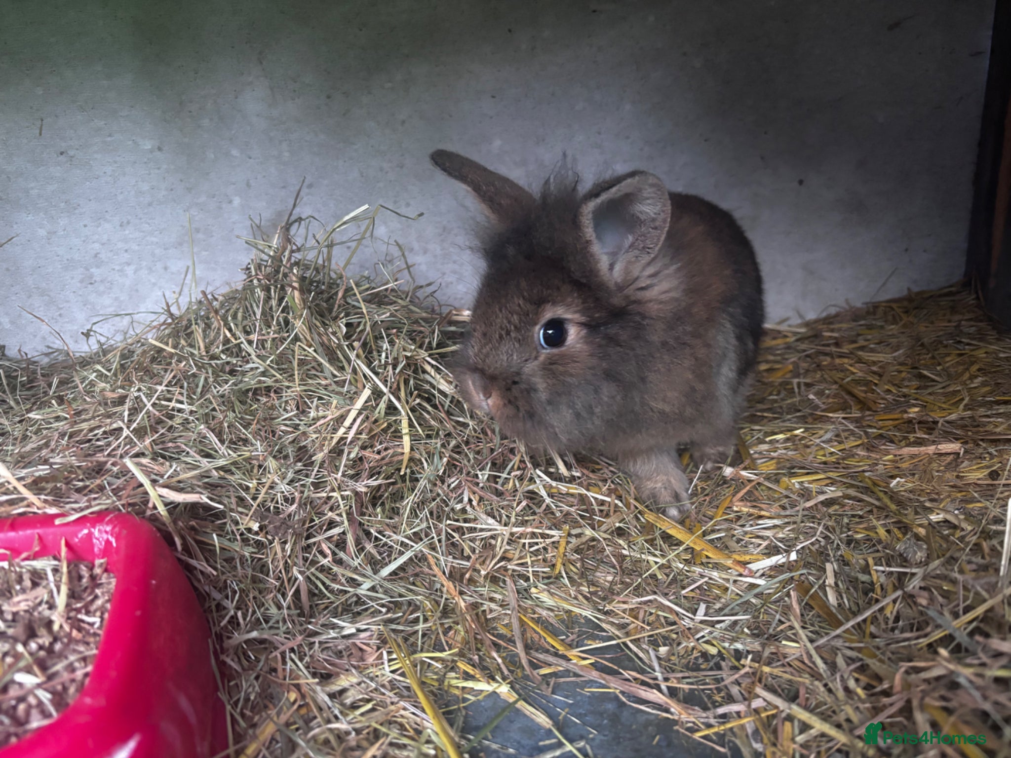 Mini Lion Lop rabbits 3 Beautiful Mini Lionhead Lops For Sale. £60 Each. - Advert 2