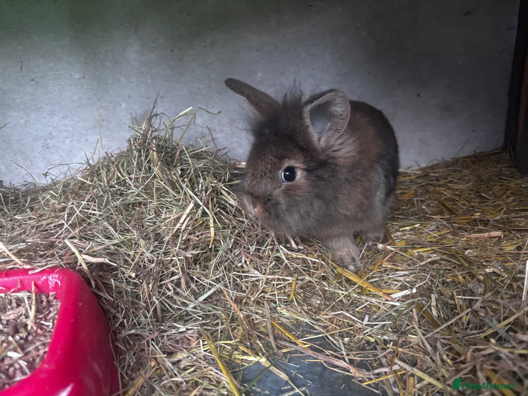 Mini Lion Lop rabbits for sale: 3 Beautiful Mini Lionhead Lops For Sale. £60 Each. - Advert 2