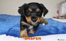 Mixed Breed dogs for sale: Parson Russell Cross Puppies  - Image 15