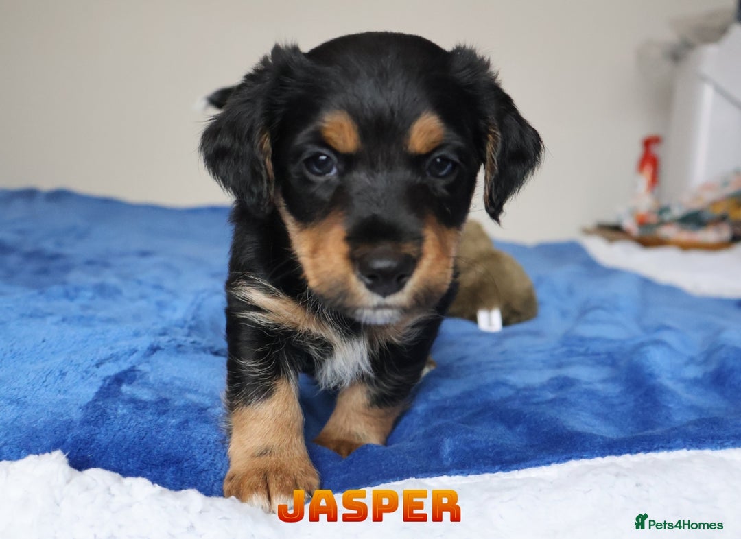 Mixed Breed dogs for sale: Parson Russell Cross Puppies  - Image 15