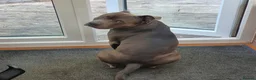 Staffordshire Bull Terrier dogs for stud: Male for Stud - "Sexy Rexy"  in Wolverhampton - Advert 5