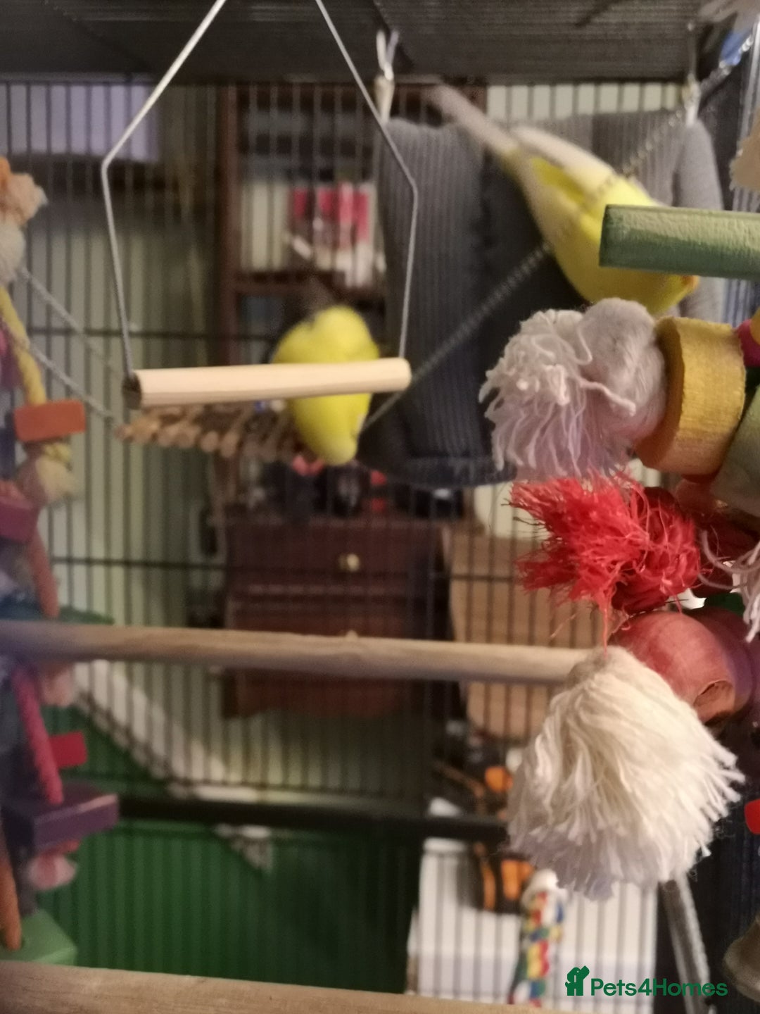 Budgerigars birds for sale: 2 bonded lutino budgies - Advert 5