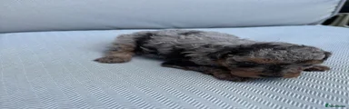 Toy Poodle 3