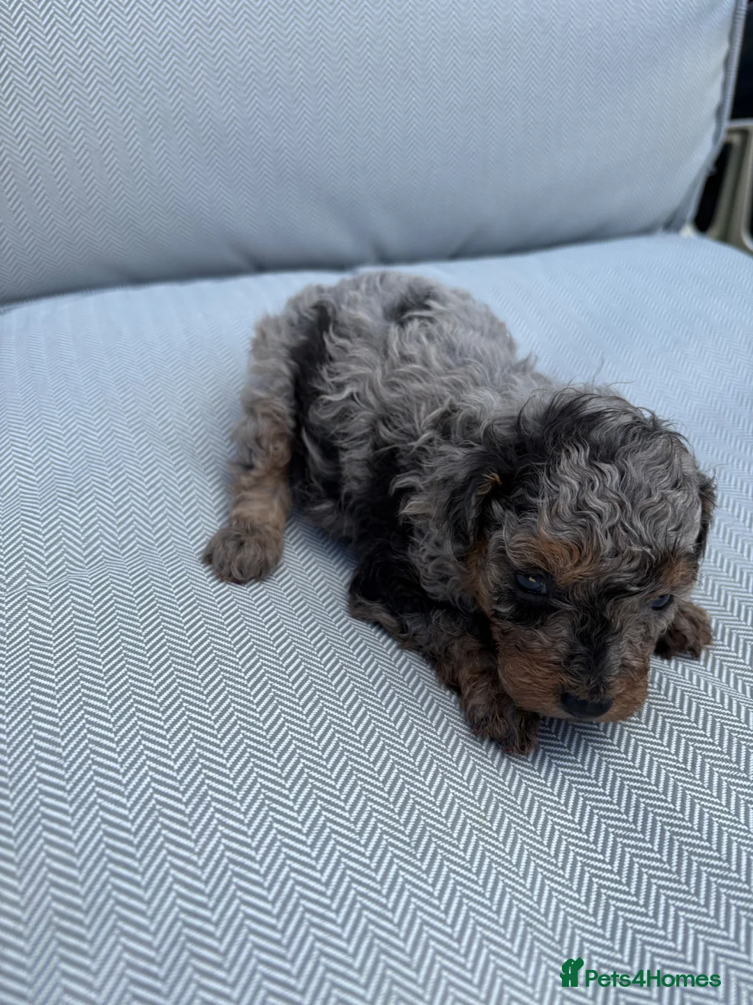 Toy Poodle dogs for sale: 4 toy poodles puppies  - Advert 2