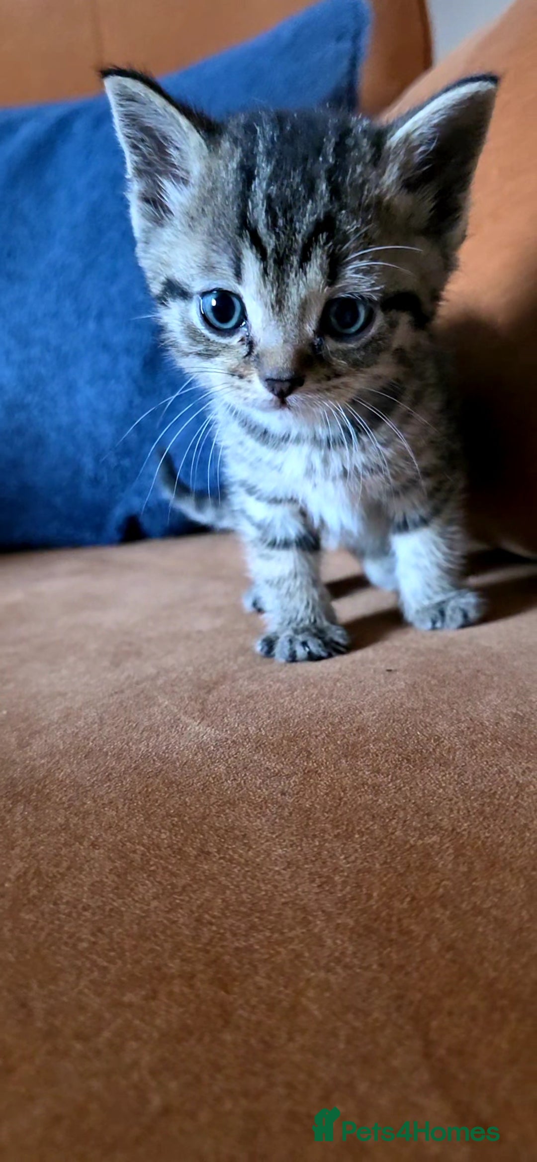 British Shorthair cats for sale: British shorthair x - Image 7